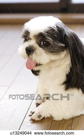 Picture - Shih Tzu lying on floor, close up. Fotosearch