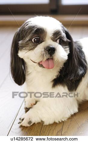 Stock Image - Shih Tzu lying on floor, close up. Fotosearch