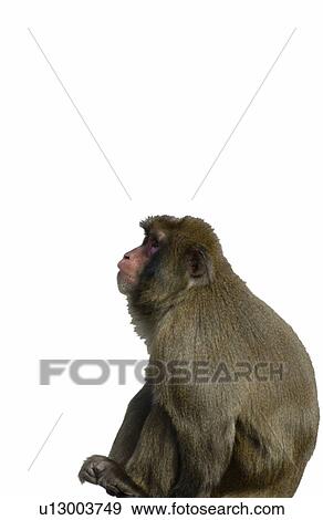 Side View of Japanese Macaque View Large Photo Image Stock Photo - Side View of Japanese Macaque. Fotosearch