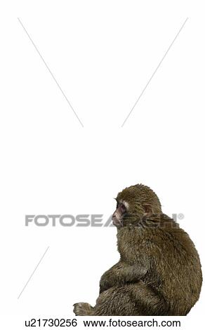 Stock Photograph - Side View of Japanese Macaque. Fotosearch