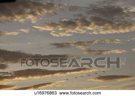 Silhouette of birds flying in sky View Large Photo Image Stock Image - Silhouette of birds flying in sky. Fotosearch