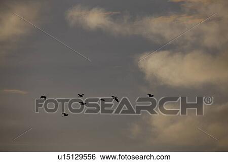 Stock Photograph - Silhouette of birds flying in sky. Fotosearch
