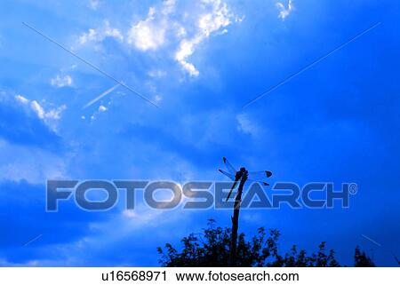 Stock Image - Silhouette of dragonfly perching on plant, Hayama town, Kanagawa prefecture, Japan. Fotosearch