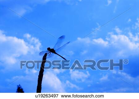 Stock Photo - Silhouette of dragonfly perching on plant, Hayama town, Kanagawa prefecture, Japan. Fotosearch