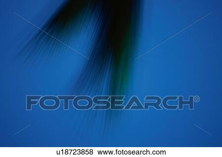 Stock Photo - Sky and leaf. Fotosearch
