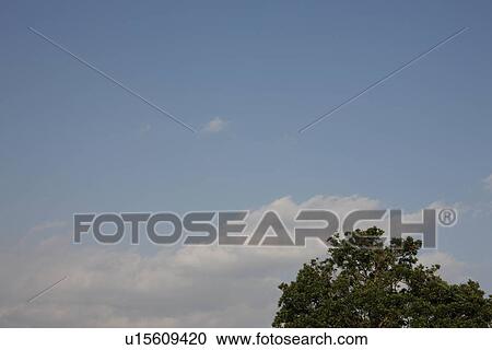 Stock Image - Sky and tree, Tokyo Prefecture, Honshu, Japan. Fotosearch