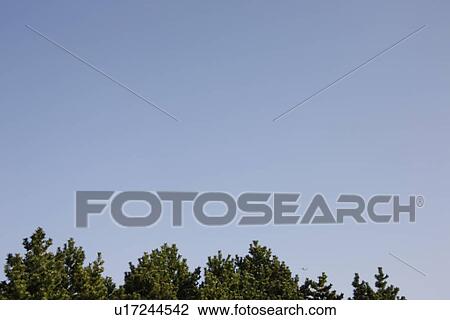 Stock Image - Sky and tree, Tokyo Prefecture, Honshu, Japan. Fotosearch