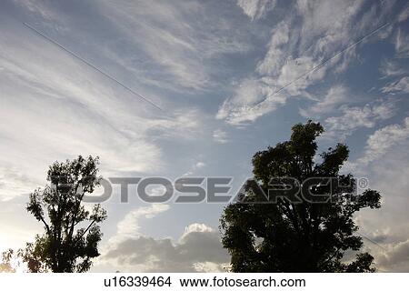 Sky, cloud and trees View Large Photo Image Picture - Sky, cloud and trees. Fotosearch