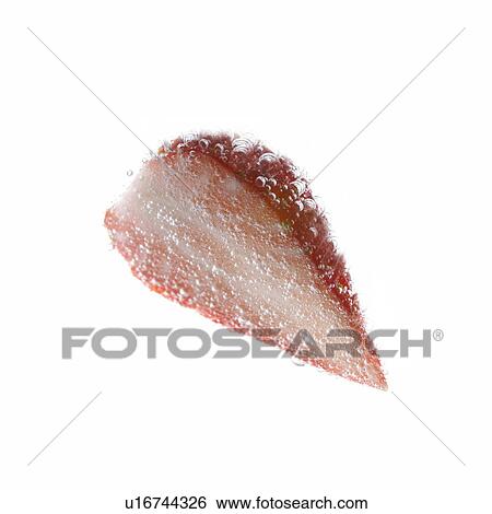 Stock Photograph - Slice of strawberry in soda, close up, white background. Fotosearch