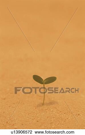 Small Sprout Stands in Sand View Large Photo Image Stock Image - Small Sprout Stands in Sand. Fotosearch