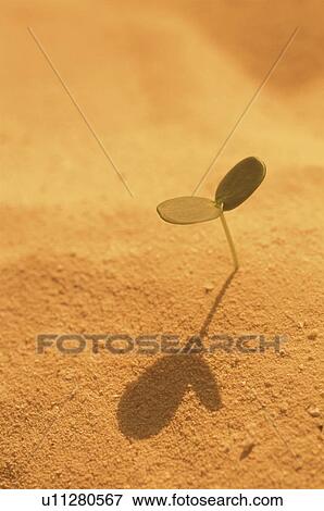 Stock Photo - Small Sprout Stands in Sand. Fotosearch