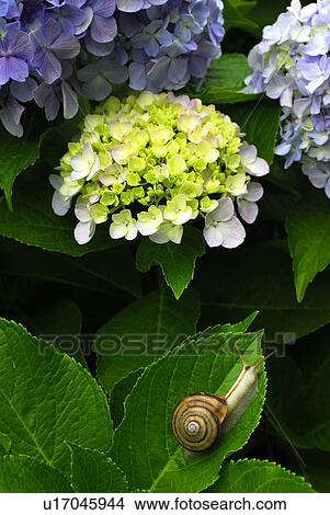 Snail on leaf of hydrangea flowers, Hayama town, Kanagawa prefecture, Japan View Large Photo Image Picture - Snail on leaf of hydrangea flowers, Hayama town, Kanagawa prefecture, Japan. Fotosearch