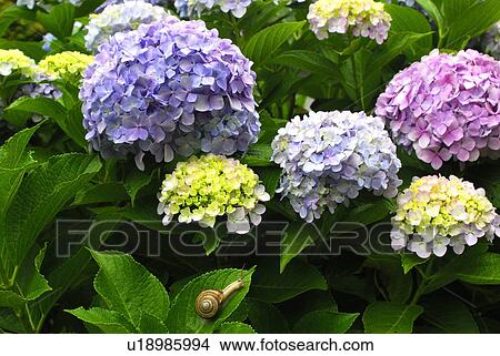 Picture - Snail on leaf of hydrangea flowers, Hayama town, Kanagawa prefecture, Japan. Fotosearch