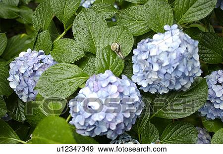 Stock Photo - Snail on leaf of hydrangea flowers. Fotosearch