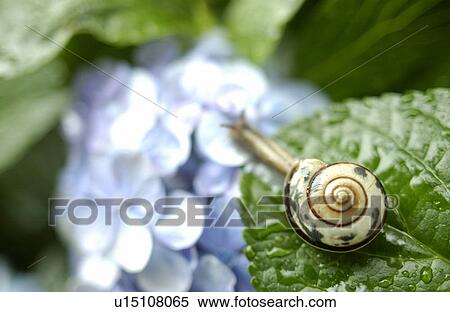 Snail on leaf of hydrangea flowers, close up View Large Photo Image Stock Photography - Snail on leaf of hydrangea flowers, close up. Fotosearch