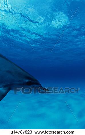 Stock Image - Spotted dolphin, Bahamas. Fotosearch