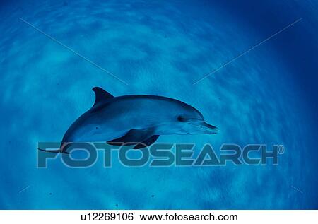 Stock Photograph - Spotted dolphin, Bahamas. Fotosearch