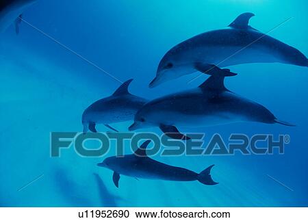 Spotted dolphins swimming underwater, Bahamas View Large Photo Image Stock Image - Spotted dolphins swimming underwater, Bahamas. Fotosearch