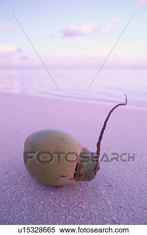 Sprouting Coconut, Maldives View Large Photo Image Stock Photography - Sprouting Coconut, Maldives. Fotosearch