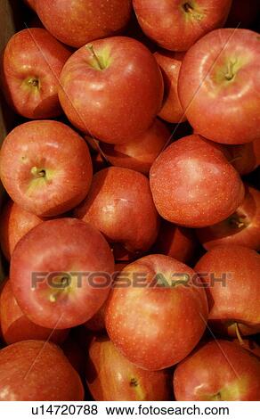 Stack of apples, close up, full frame View Large Photo Image Stock Photo - Stack of apples, close up, full frame. Fotosearch