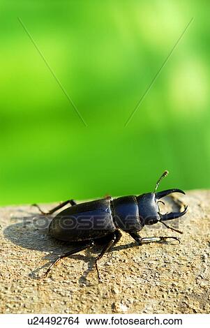 Stag beetle on tree trunk, close up, Hayama town, Kanagawa prefecture, Japan View Large Photo Image Picture - Stag beetle on tree trunk, close up, Hayama town, Kanagawa prefecture, Japan. Fotosearch