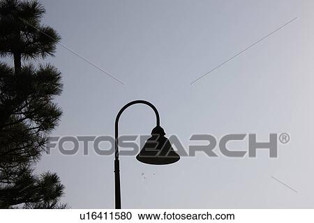 Street light and pine tree, Tokyo Prefecture, Honshu, Japan View Large Photo Image Stock Image - Street light and pine tree, Tokyo Prefecture, Honshu, Japan. Fotosearch