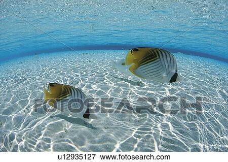 Stock Photo - Threadfin butterflyfish, fish-eye lens, Maldives. Fotosearch