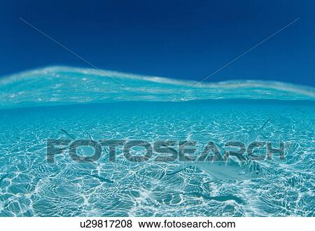 Stock Photo - Three fishes swimming. Fotosearch