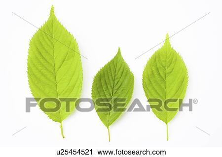Stock Image - Three green leaves on white background, side by side. Fotosearch