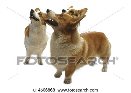 Stock Photo - Three Pembroke Welsh Corgi looking up. Fotosearch
