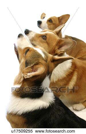 Three Pembroke Welsh Corgi looking up View Large Photo Image Stock Photography - Three Pembroke Welsh Corgi looking up. Fotosearch
