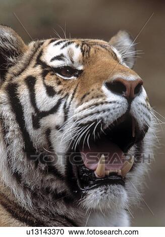 Stock Image - Tiger with mouth open. Fotosearch