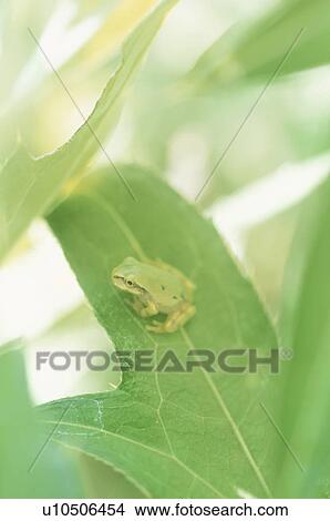 Tree frog on leaf, Kamakura city, Kanagawa prefecture, Japan View Large Photo Image Picture - Tree frog on leaf, Kamakura city, Kanagawa prefecture, Japan. Fotosearch