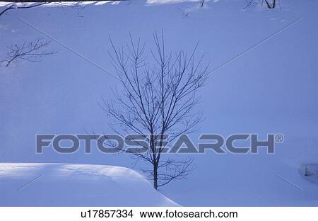 Tree in snow View Large Photo Image Picture - Tree in snow . Fotosearch