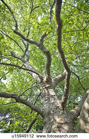 Tree with green leaves, Tokyo prefecture, Japan View Large Photo Image Stock Image - Tree with green leaves, Tokyo prefecture, Japan. Fotosearch