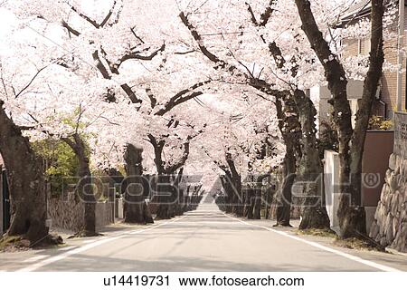Stock Image - Treelined street, Hyogo Prefecture, Honshu, Japan. Fotosearch