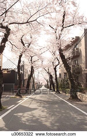 Treelined street, Hyogo Prefecture, Honshu, Japan View Large Photo Image Stock Image - Treelined street, Hyogo Prefecture, Honshu, Japan. Fotosearch