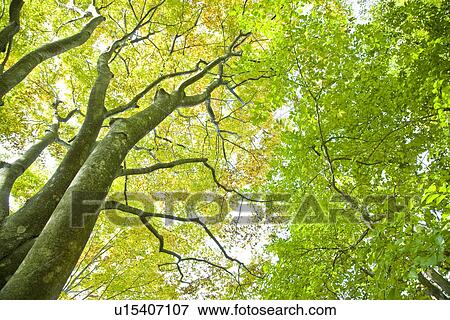 Stock Photo - Trees with colored leaves, Tokyo prefecture, Japan. Fotosearch