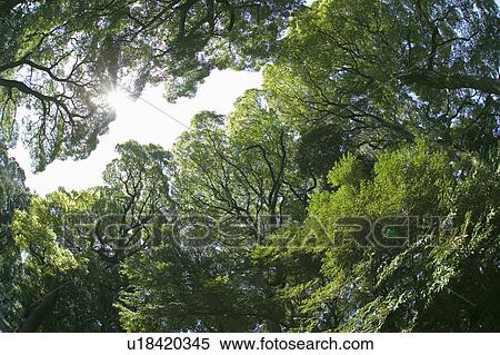 Trees with green leaves, lens flare View Large Photo Image Stock Photography - Trees with green leaves, lens flare. Fotosearch
