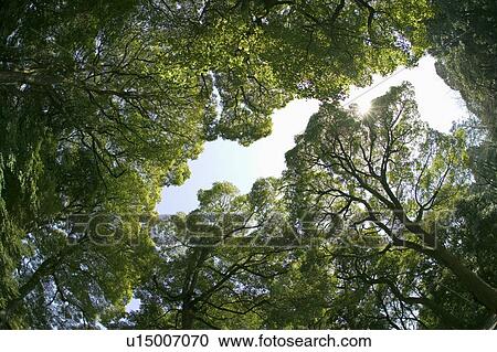 Stock Image - Trees with green leaves. Fotosearch
