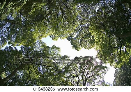 Trees with green leaves View Large Photo Image Stock Photography - Trees with green leaves. Fotosearch
