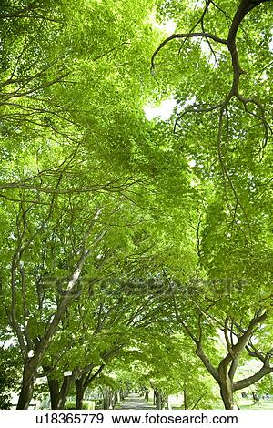 Trees with green leaves, Tokyo prefecture, Japan View Large Photo Image Stock Photo - Trees with green leaves, Tokyo prefecture, Japan. Fotosearch