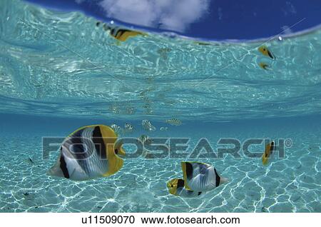 Stock Image - Tropical Fish Swimming in the Sea. Fotosearch