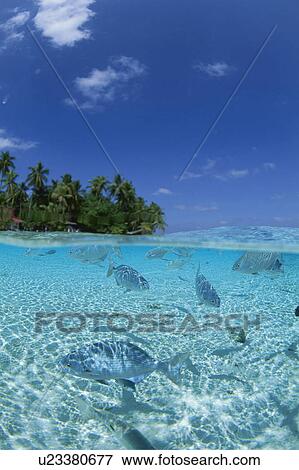 Tropical Fish Swimming in the Sea View Large Photo Image Stock Photo - Tropical Fish Swimming in the Sea. Fotosearch