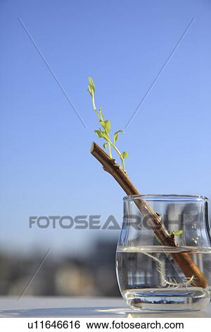Stock Photograph - Twig in glass. Fotosearch