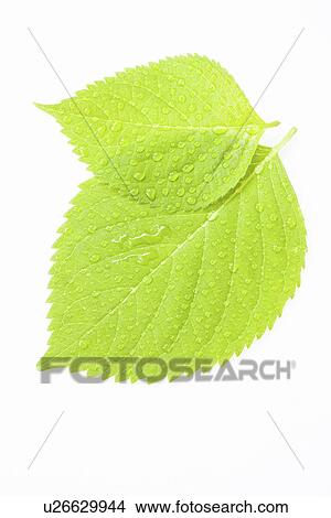 Picture - Two green leaves with water drops, close up, white background. Fotosearch