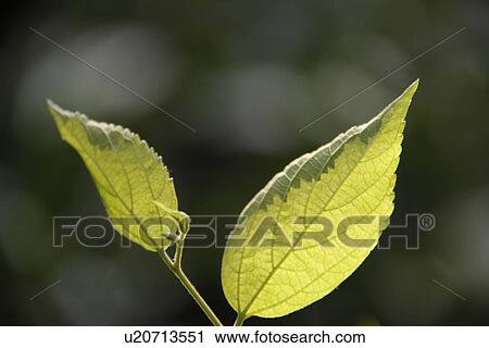 Stock Image - Two leaves. Fotosearch