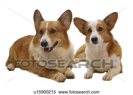 Stock Photography - Two Pembroke Welsh Corgi lying down. Fotosearch
