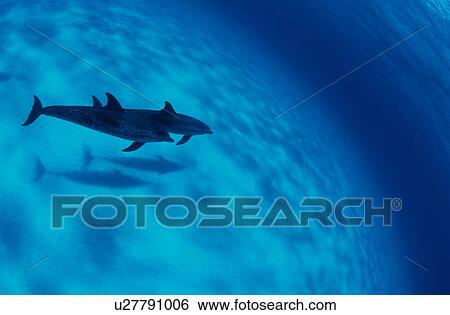 Stock Photograph - Two spotted dolphins swimming underwater, Bahamas. Fotosearch