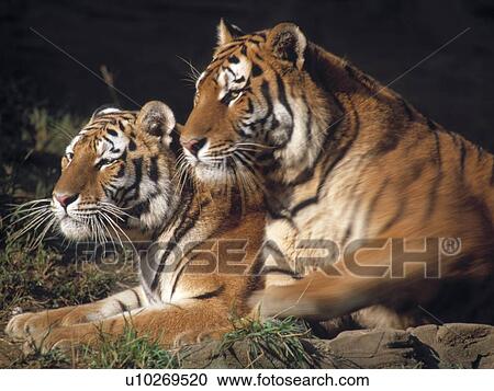 Two tigers View Large Photo Image Stock Image - Two tigers. Fotosearch